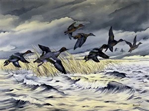 Ducks flying across rough water during a storm Ducks flying across rough water during a storm