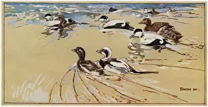 Northumberland Coast Birds Prints: Ducks in Lindisfarne