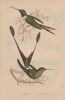 Duponts hummingbird, Tilmatura dupontii Duponts hummingbird, Tilmatura dupontii