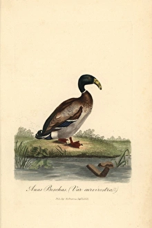 Dutch hookbill duck, Anas boschas var curvirostra Dutch hookbill duck, Anas boschas var curvirostra