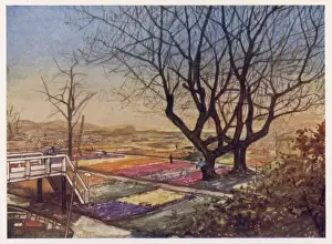 Tulips In The Netherlands Prints: Dutch Tulip Fields