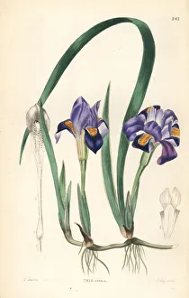 Dwarf violet iris or vernal American flower Dwarf violet iris or vernal American flower