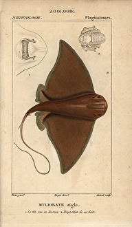Eagle ray, Myliobatis aquila Eagle ray, Myliobatis aquila