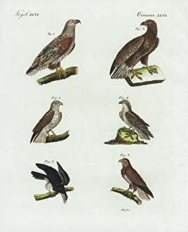 Eagles, osprey, red-tailed hawk and buzzard Eagles, osprey, red-tailed hawk and buzzard