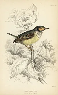 Eared pygmy tyrant, Myiornis auricularis Eared pygmy tyrant, Myiornis auricularis