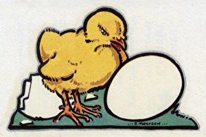 Easter Card design, chick hatched from an egg Easter Card design, chick hatched from an egg