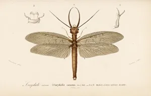 Eastern dobsonfly, Corydalus cornutus Eastern dobsonfly, Corydalus cornutus