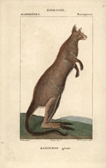Eastern grey kangaroo, Macropus giganteus Eastern grey kangaroo, Macropus giganteus