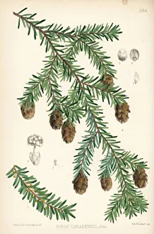 Eastern hemlock or Canadian hemlock, Tsuga canadensis Eastern hemlock or Canadian hemlock, Tsuga canadensis
