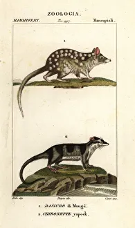 Eastern quoll and water opossum Eastern quoll and water opossum