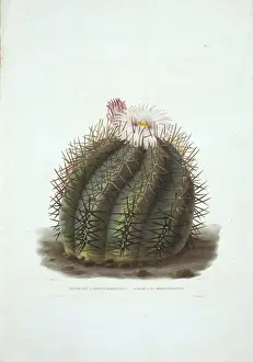 Natural History Museum London Collection Prints: Echinocactus horizonthalonius, devils head cactus