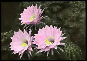Succulent Flowers Prints: Echinopsis Multiplex