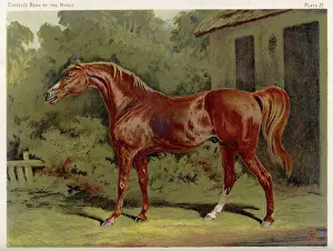 Eclipse Print, 18-Race Winner