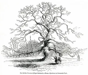 Edible chestnut tree, Fagus castanea Edible chestnut tree, Fagus castanea