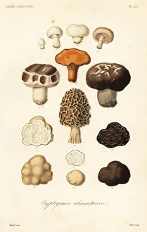 Edible mushrooms, Cryptogames alimentaires Edible mushrooms, Cryptogames alimentaires