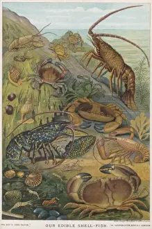 Crustacean Species Prints: Edible Shellfish