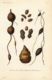 Edible tubers and fruit, tubercules alimentaires Edible tubers and fruit, tubercules alimentaires
