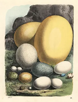 Eggs of elephant bird, ostrich, cassowary, condor, etc Eggs of elephant bird, ostrich, cassowary, condor, etc