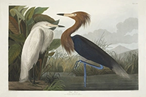Egretta rufescens, reddish egret Egretta rufescens, reddish egret