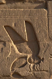 Images Dated 25th November 2003: Egyptian Art. Relief depicting a bee, symbol of Lower Egypt