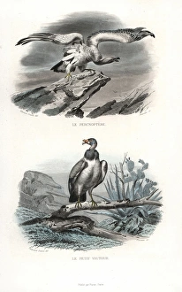 Egyptian vulture (endangered) and hooded vulture Egyptian vulture (endangered) and hooded vulture