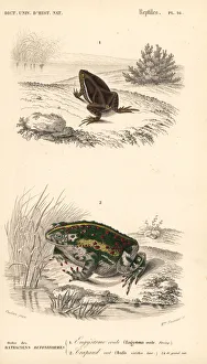 Elachistocleis ovalis frog and European green toad Elachistocleis ovalis frog and European green toad