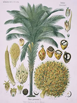 Elaeis guineensis Jacq. African oil palm Elaeis guineensis Jacq. African oil palm