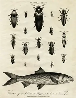 Click Beetle Prints: Elater (Click Beetle) and Elops Saurus