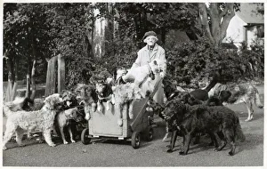 Elderly woman with large number of dogs Elderly woman with large number of dogs