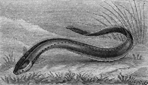 Prints of The electric eel(Gymnotus Electricus) Electric Eel Prints: The Electric Eel (Gymnotus Electricus) Print