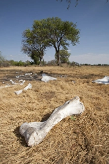 Elephant Bones - spread in the savannah Elephant Bones - spread in the savannah