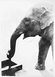 Tokyo Prints: Elephant Drinking Print, Tokyo Japan