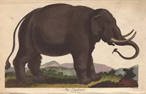 Universal System Of Natural History Prints: Elephant, Elephas maximus