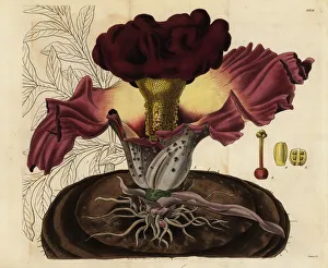 Elephant foot yam, Amorphophallus paeoniifolius Elephant foot yam, Amorphophallus paeoniifolius