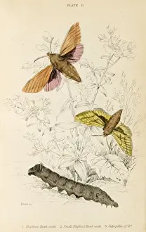 Elephant Hawk Moth Print