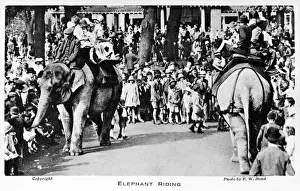 Elephant Riding at London Zoo Print, circa 1920s