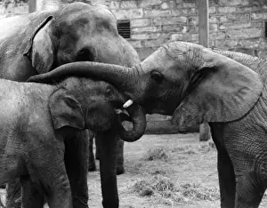 Indian Elephants Prints: Three Elephants