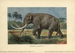 Prehistoric World Animals Prints: Elephas imperator, an extinct giant mammoth