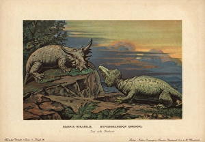 Elginia mirabilis, extinct pareiasaur Elginia mirabilis, extinct pareiasaur
