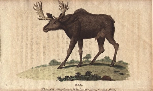 Elk or wapiti, Cervus canadensis Elk or wapiti, Cervus canadensis