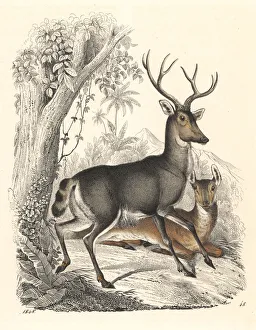Elk or wapiti, Cervus canadensis, stag and doe Elk or wapiti, Cervus canadensis, stag and doe