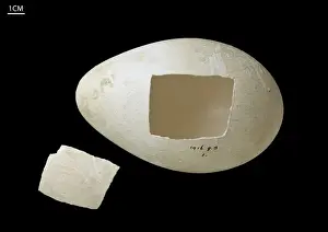 Emperor Penguin Egg Print, 1911