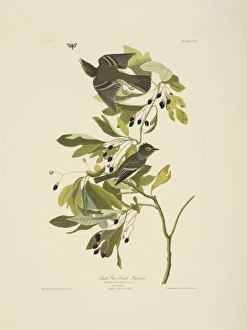 Empidonax virescens, acadian flycatcher Empidonax virescens, acadian flycatcher