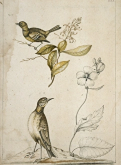 Empidonax virescnes, Elliottia racemosa, Callirrhoe triangul Empidonax virescnes, Elliottia racemosa, Callirrhoe triangul