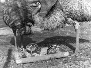 Retro Bird Photography Prints: Emus and Chicks