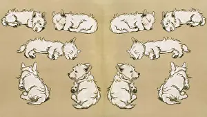 Cecil Aldin's 1912 Endpaper Print of a White Scots Terrier