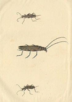 English Insects illustration of Longhorn beetles by James Ba English Insects illustration of Longhorn beetles by James Ba