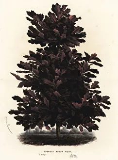 English oak, black variety, Quercus robur nigra English oak, black variety, Quercus robur nigra