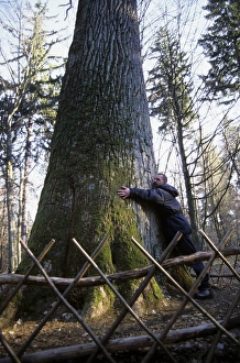 English / Pedunculate Oak Tree - with man standing English / Pedunculate Oak Tree - with man standing