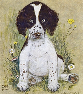 English Springer Spaniel by Muriel Dawson English Springer Spaniel by Muriel Dawson